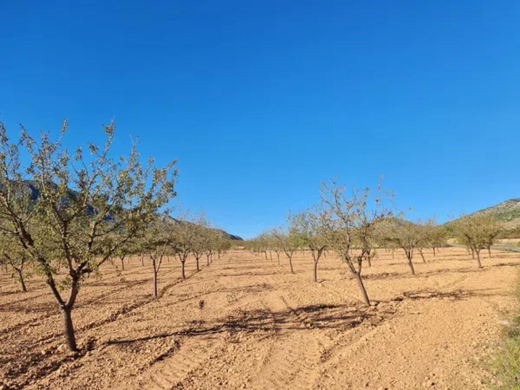 Terreno en venta en La Romana, Alicante photo 4