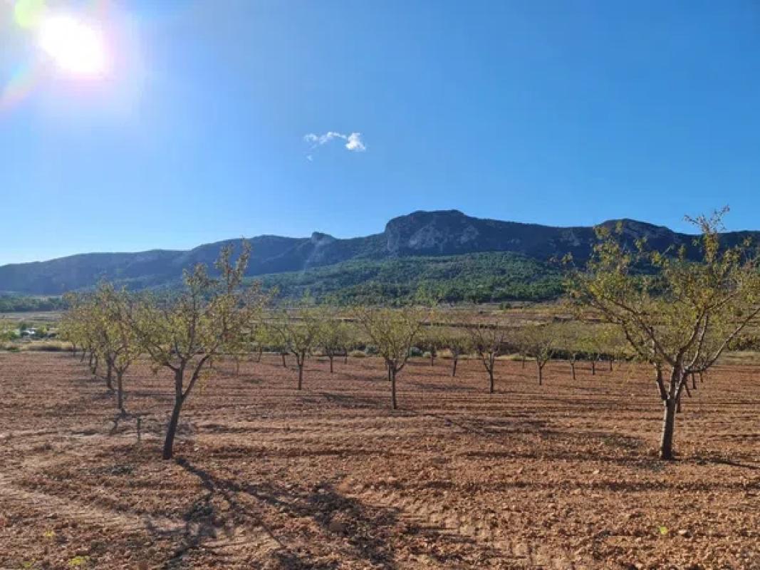 Terreno en venta en La Romana, Alicante photo 5