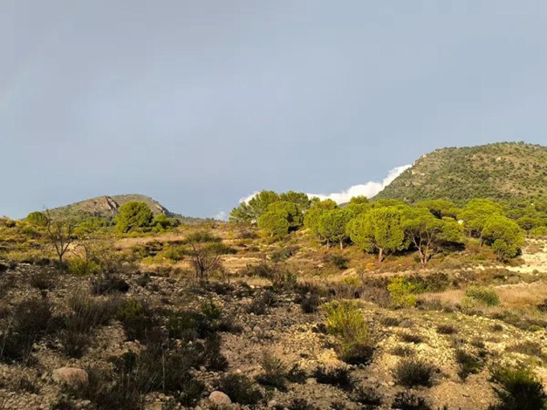 Terreno en venta en Sax, Alicante photo 4