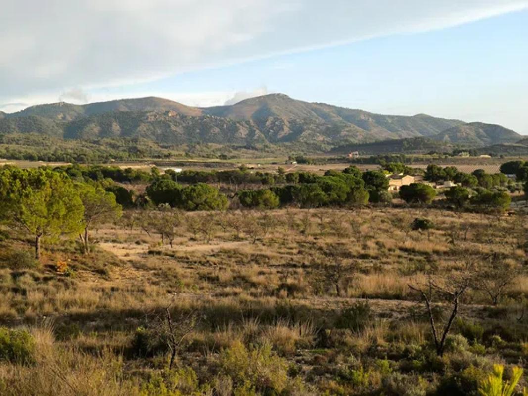 Terreno en venta en Sax, Alicante photo 5
