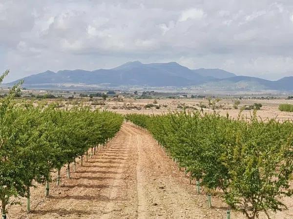 Terreno en Pinoso photo 1