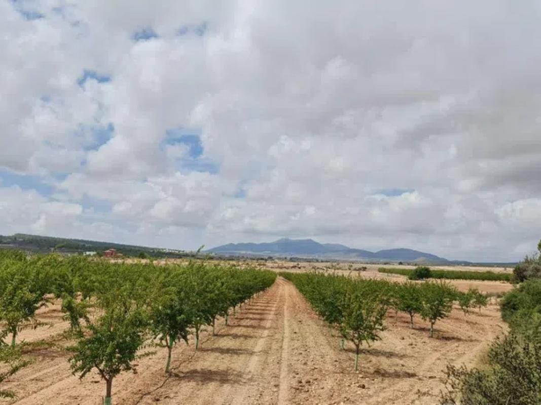 Działka na sprzedaż w Pinoso, Alicante photo 4