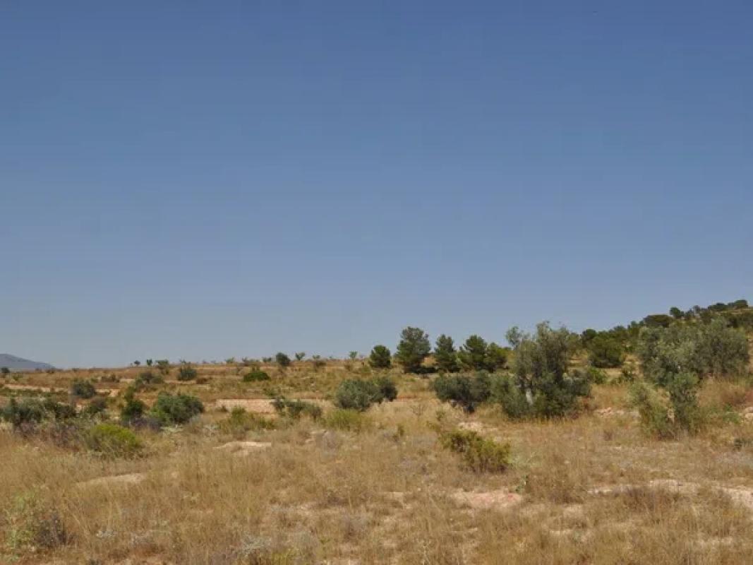 Terreno en venta en Pinoso, Alicante photo 4