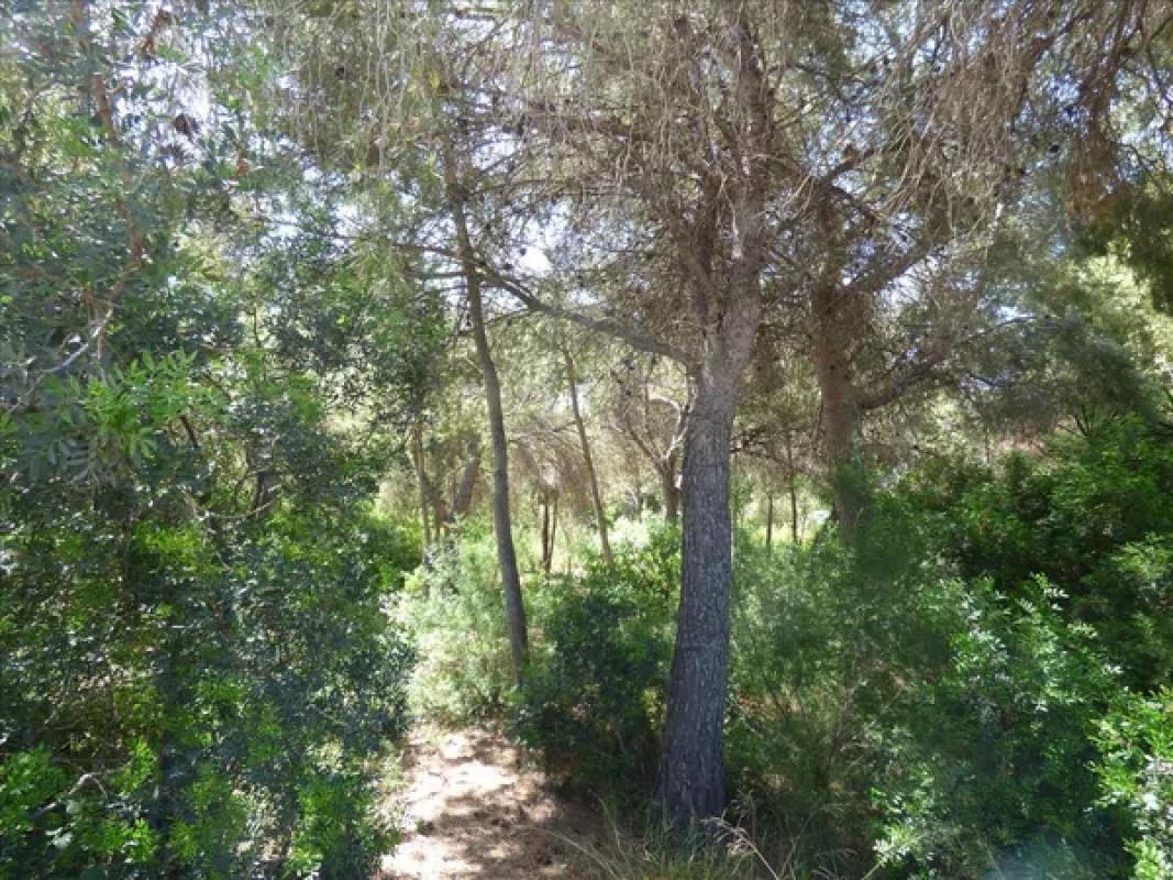 Land for sale in Benissa, Alicante photo 5
