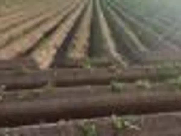 Terreno en carril los Murcias photo 1