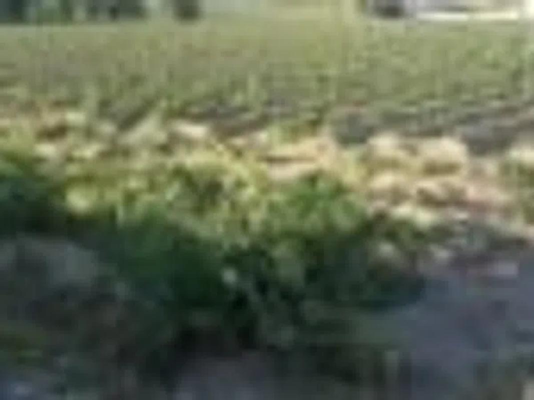 Land for sale in Orihuela, Alicante photo 2