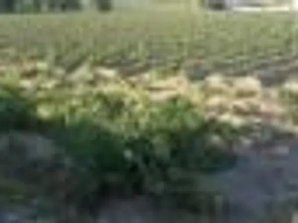 Terreno en carril los Murcias photo 2