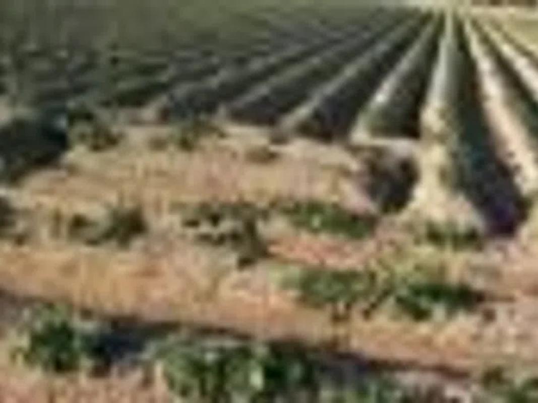 Land for sale in Orihuela, Alicante photo 4