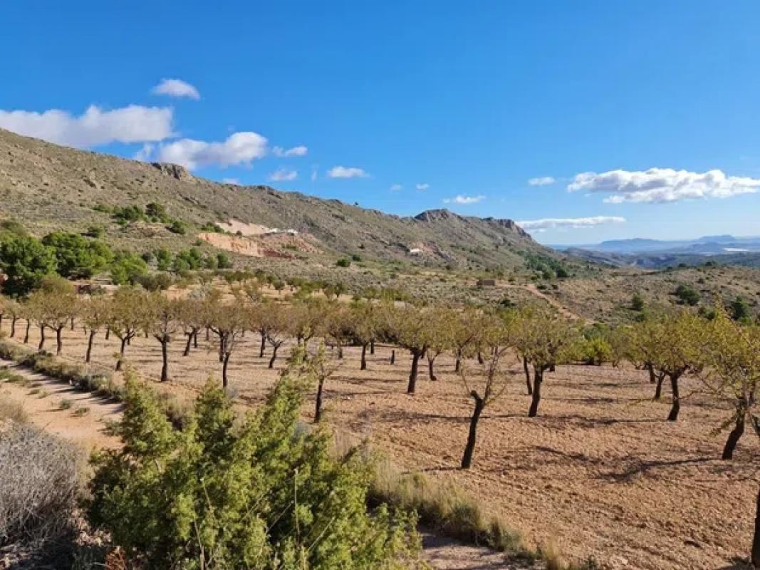Terreno en venta en La Romana, Alicante photo 3