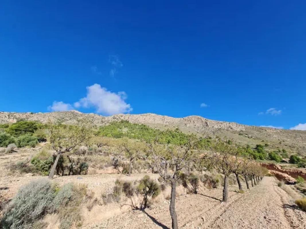 Terreno en venta en La Romana, Alicante photo 5