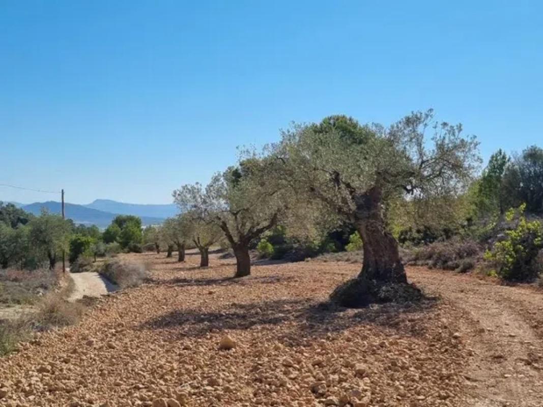 Terreno en venta en Monovar, Alicante photo 2