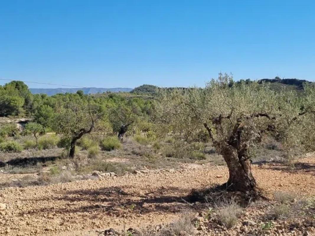 Terreno en venta en Monovar, Alicante photo 3