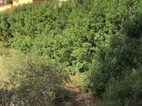 Terreno en calle Sagunt, 5 photo 1