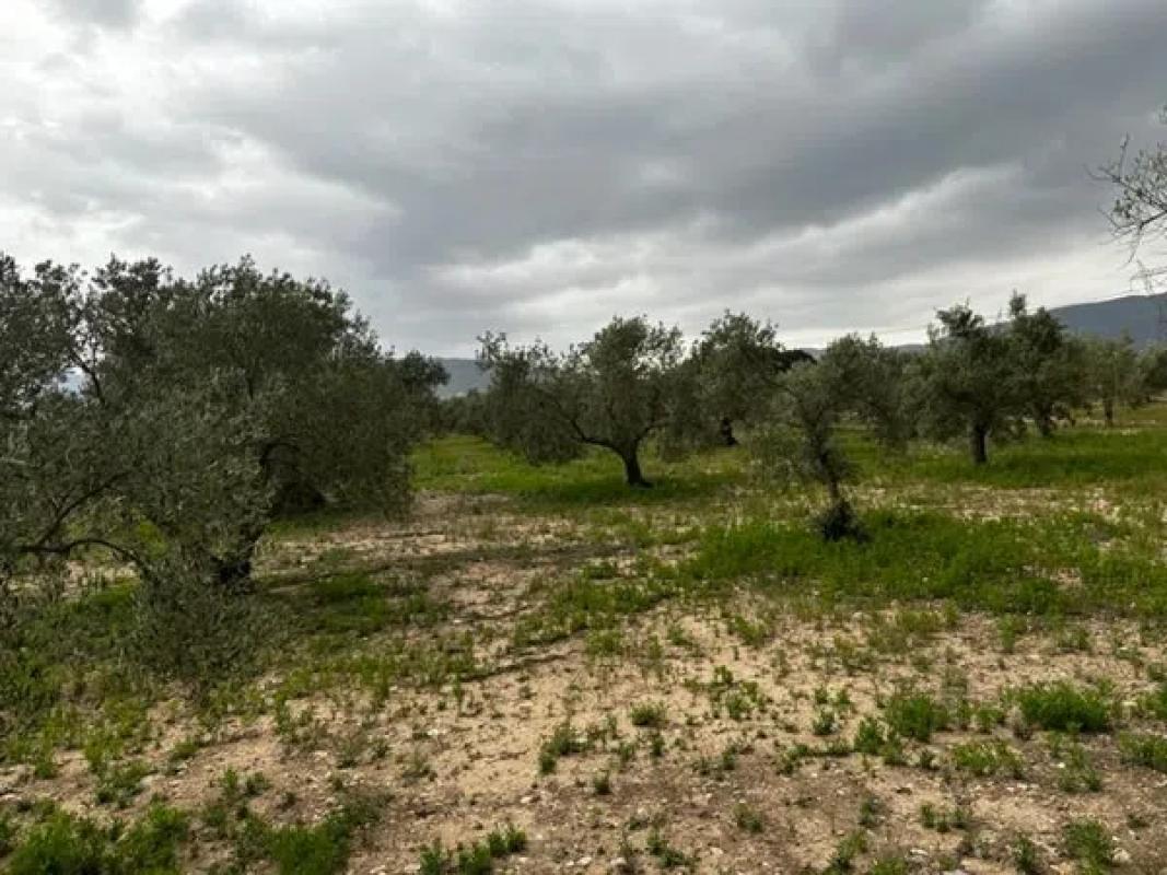 Terreno en venta en Biar, Alicante photo 2