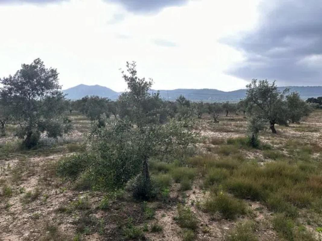 Terreno en venta en Biar, Alicante photo 4