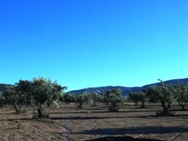 Terreno en Biar photo 1