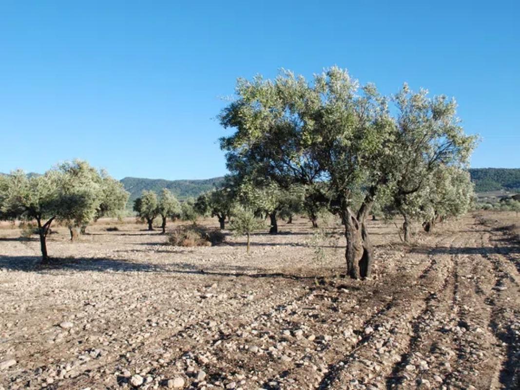 Terreno en venta en Biar, Alicante photo 3
