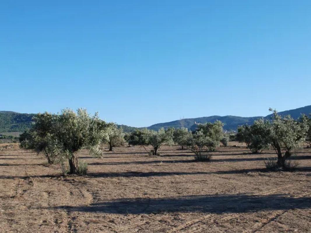 Terreno en venta en Biar, Alicante photo 4