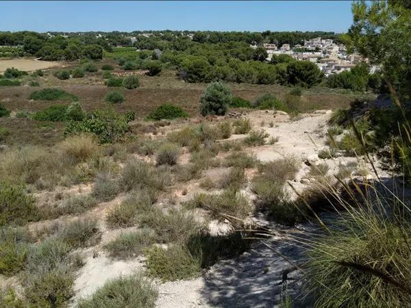 Terreno en Pinar de Campoverde s/n photo 3