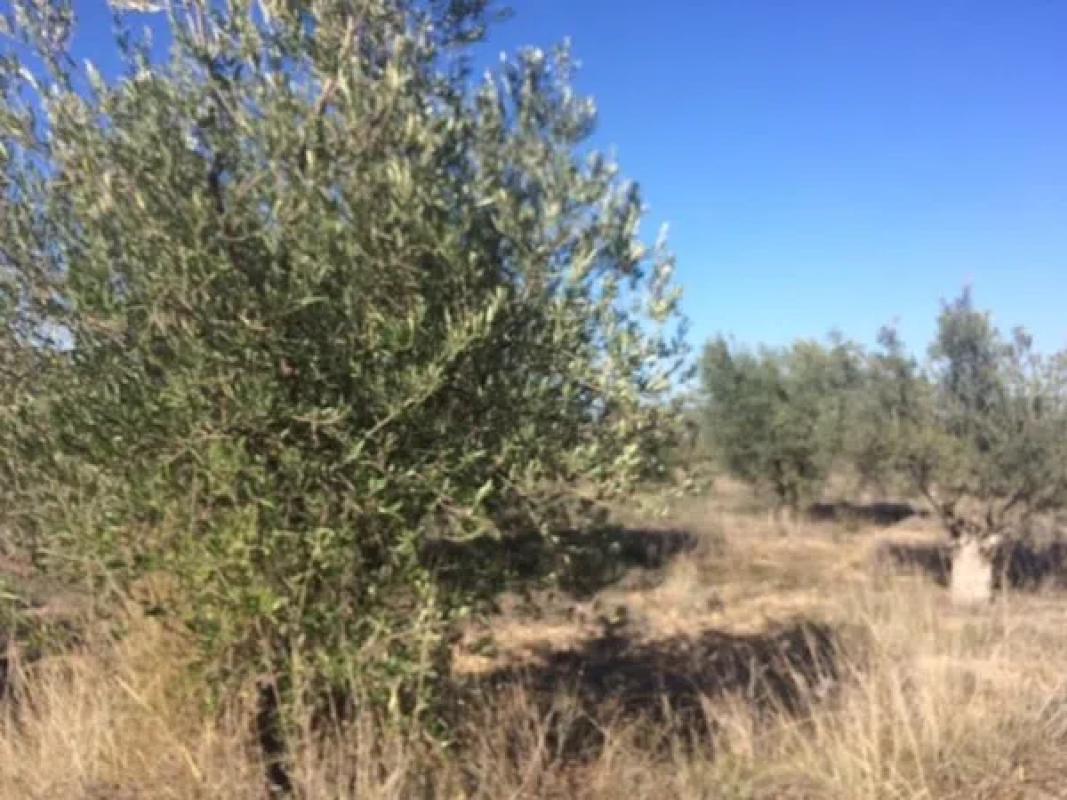 Terreno en venta en Cañada, Alicante photo 3