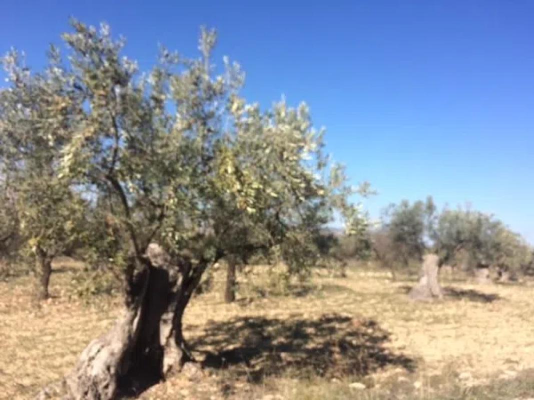 Terreno en venta en Cañada, Alicante photo 5