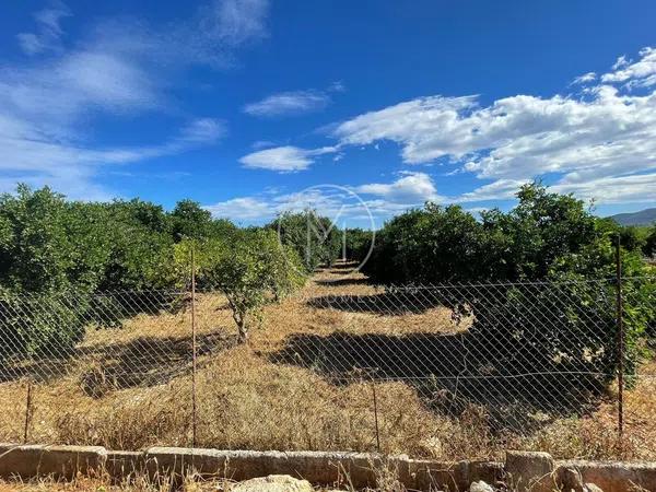 Terreno en camino de les Plantades photo 3