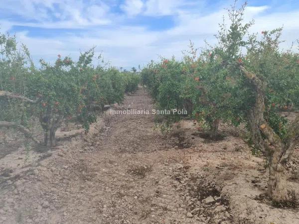 Terreno en Crevillente photo 1