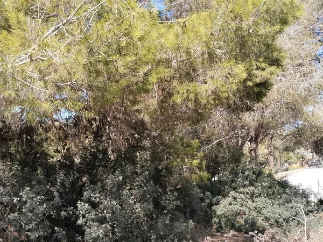 Land for sale in Orihuela, Alicante photo 1