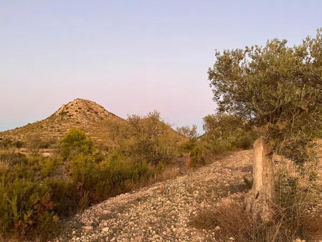 Terreno en venta en Villena, Alicante photo 4