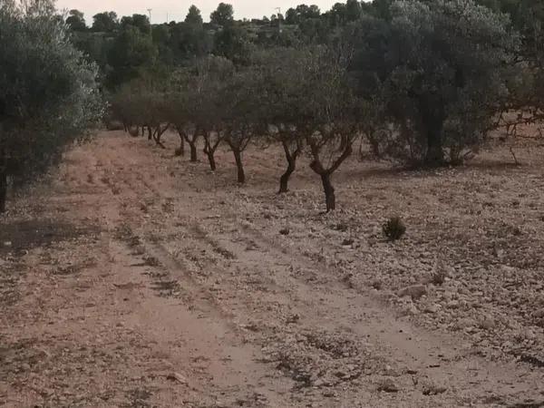 Terreno en Partida Bellongues, 29 PolgonolasHiguerasparcela photo 1