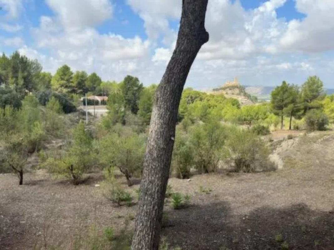 Terreno en venta en Biar, Alicante photo 4