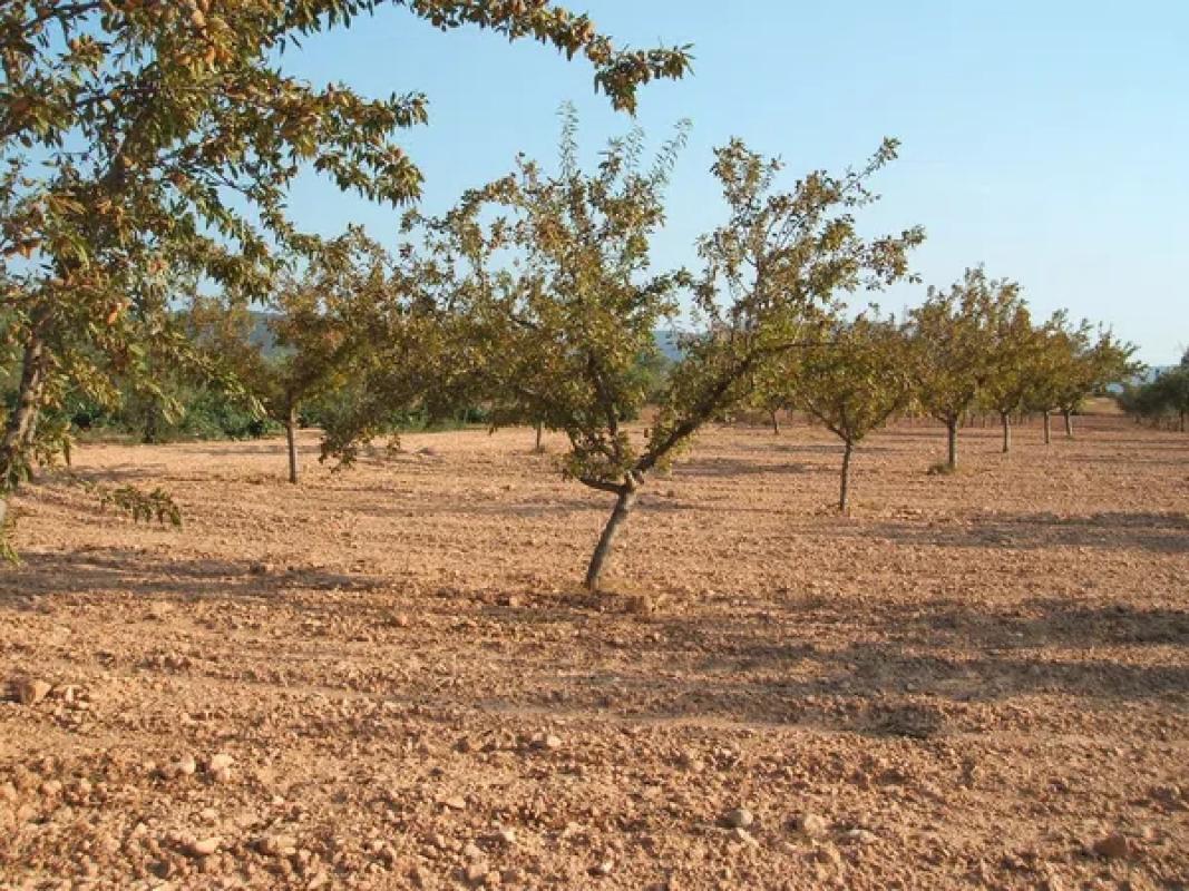 Land for sale in Biar, Alicante photo 2