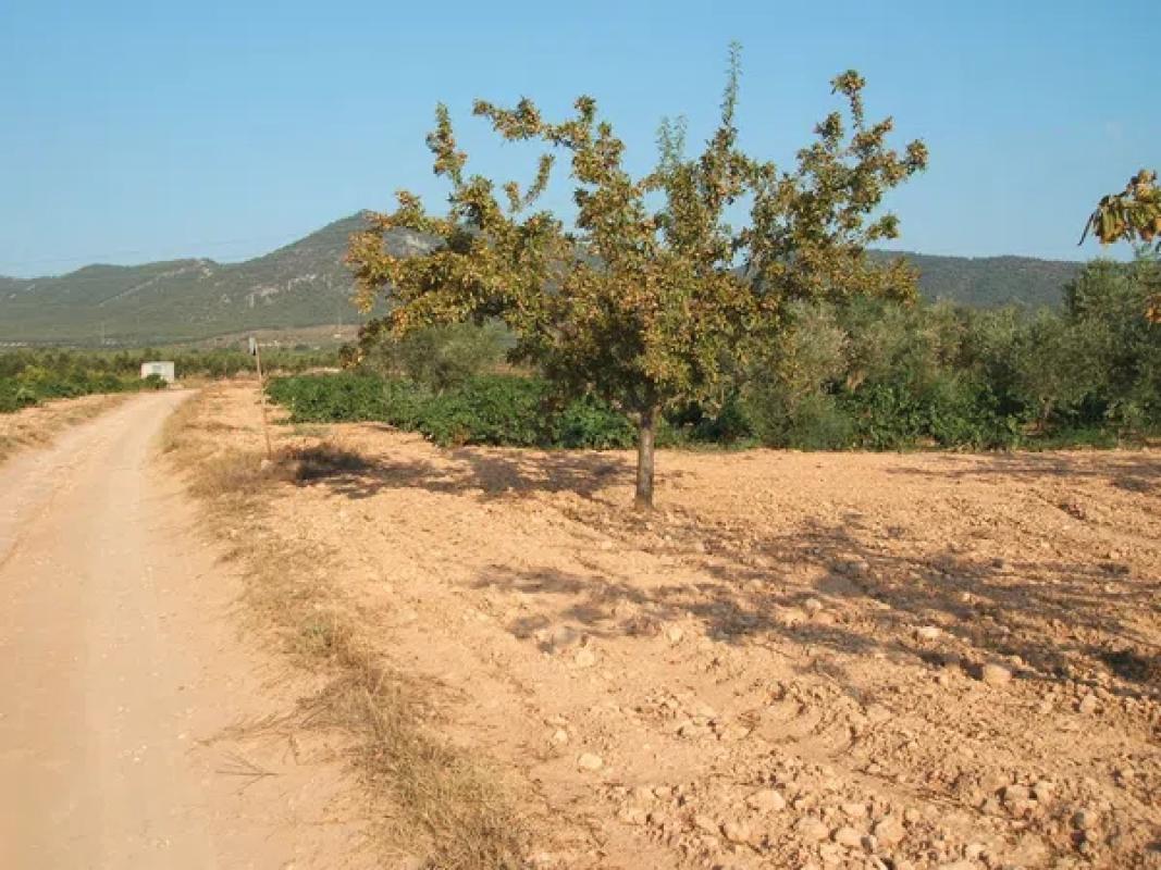Land for sale in Biar, Alicante photo 3