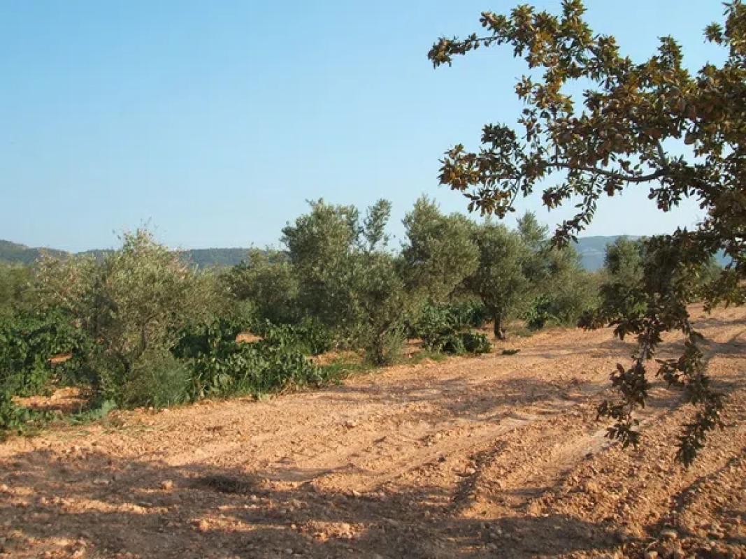 Land for sale in Biar, Alicante photo 4