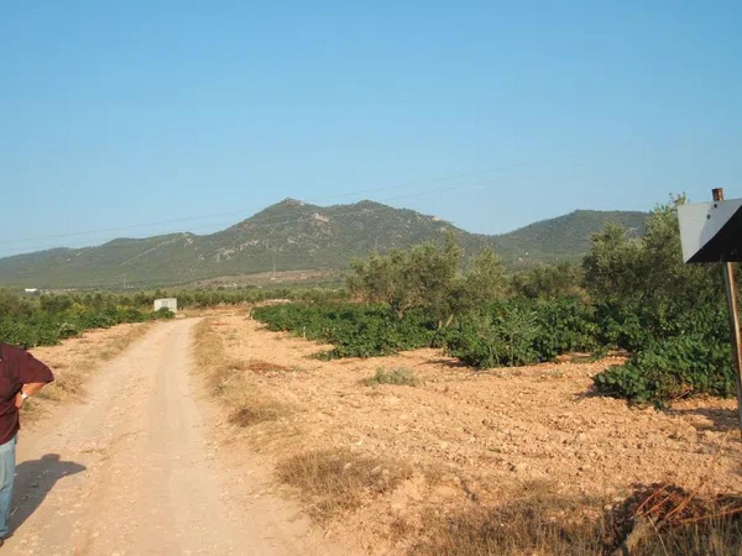 Land for sale in Biar, Alicante photo 5