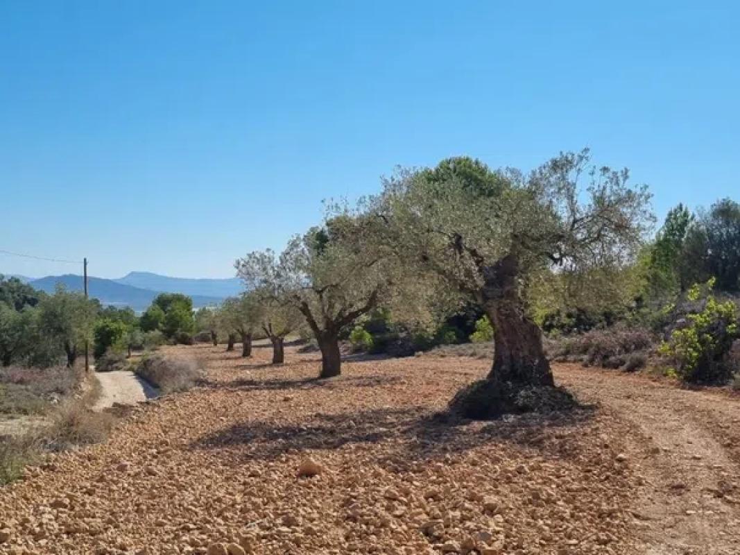 Działka na sprzedaż w Monowar, Alicante photo 2