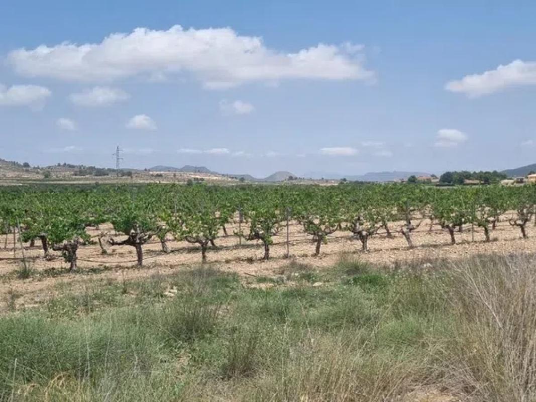 Działka na sprzedaż w Pinoso, Alicante photo 4