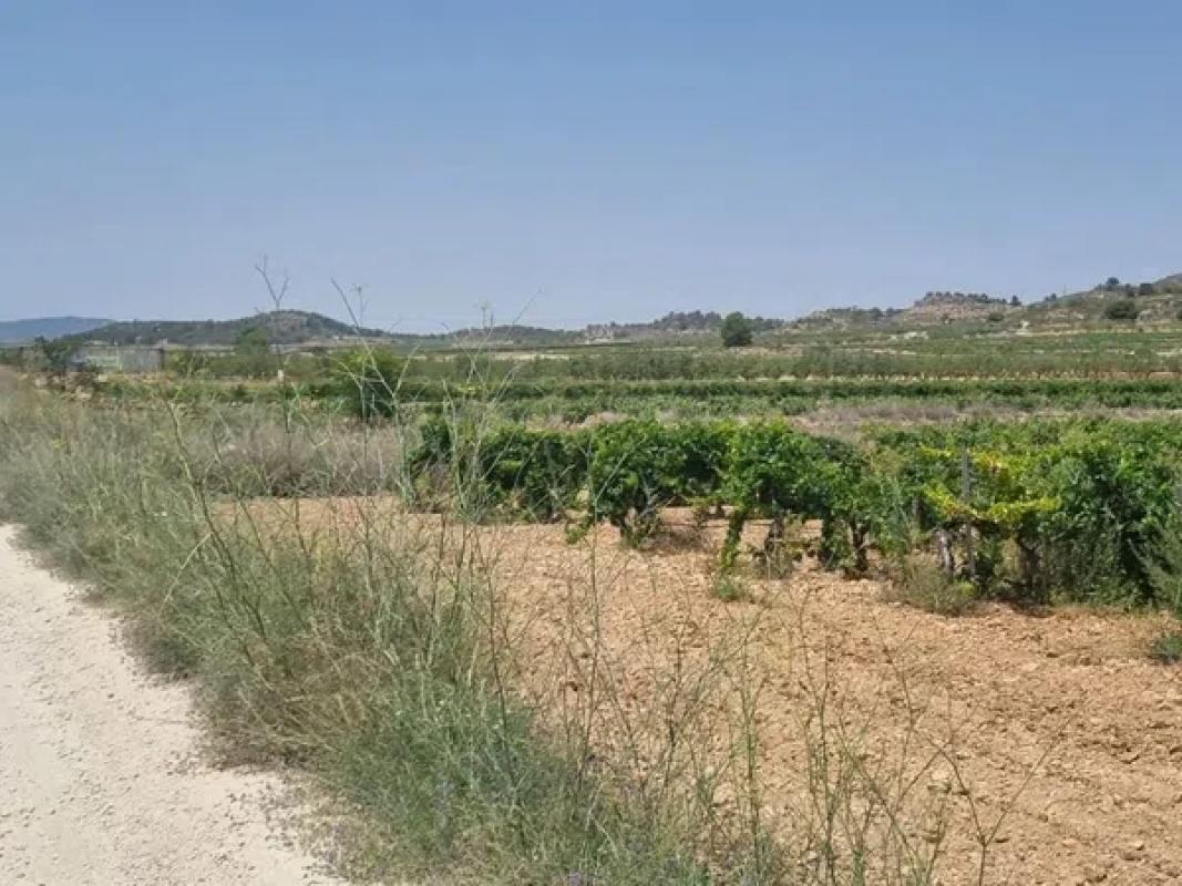 Działka na sprzedaż w Pinoso, Alicante photo 3