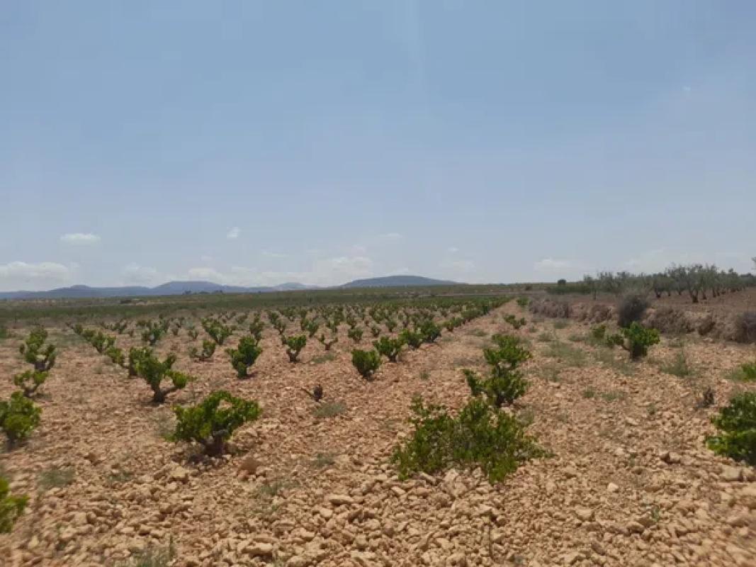 Terreno en venta en Pinoso, Alicante photo 1