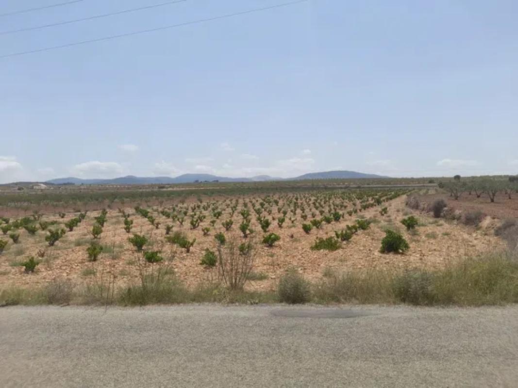 Terreno en venta en Pinoso, Alicante photo 3