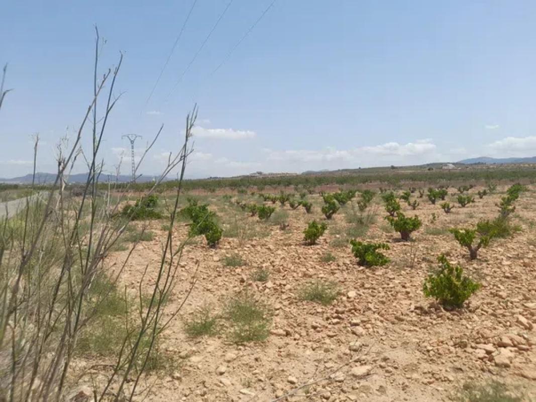 Terreno en venta en Pinoso, Alicante photo 4