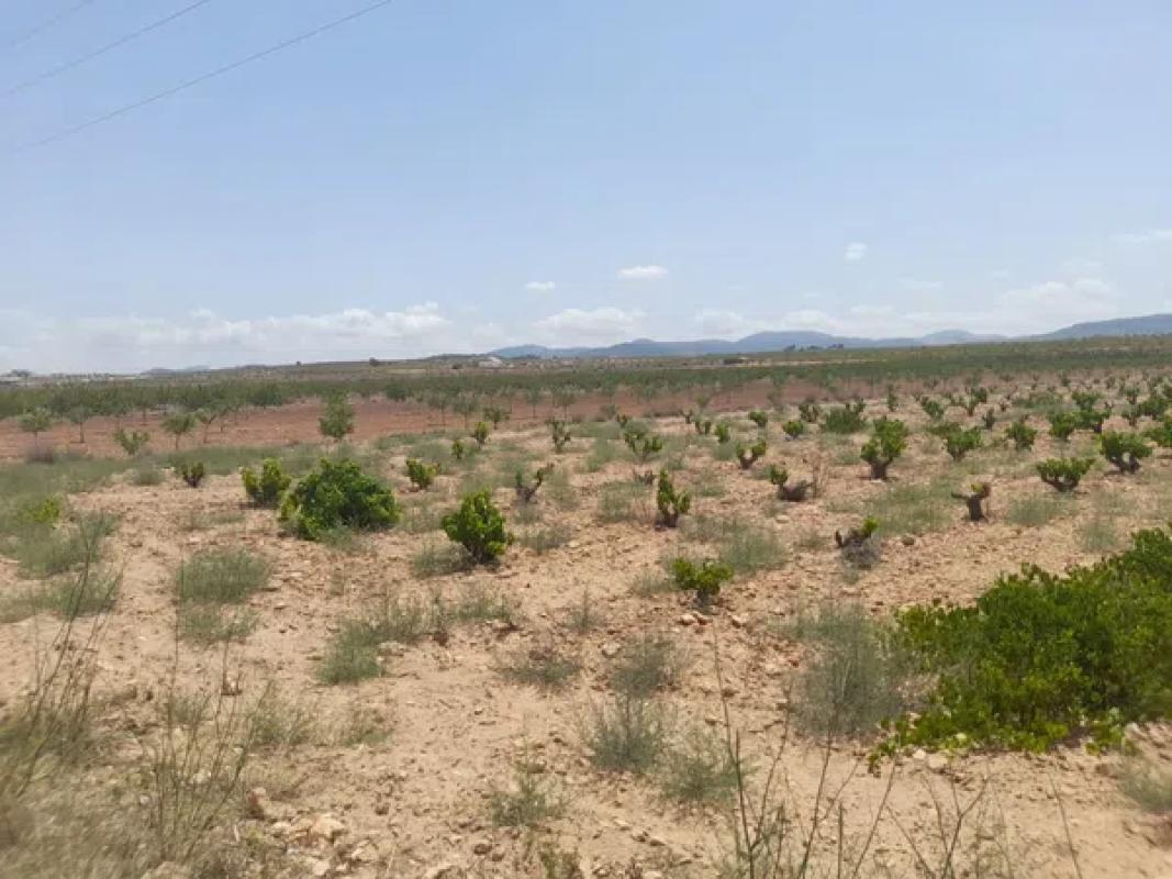 Terreno en venta en Pinoso, Alicante photo 5