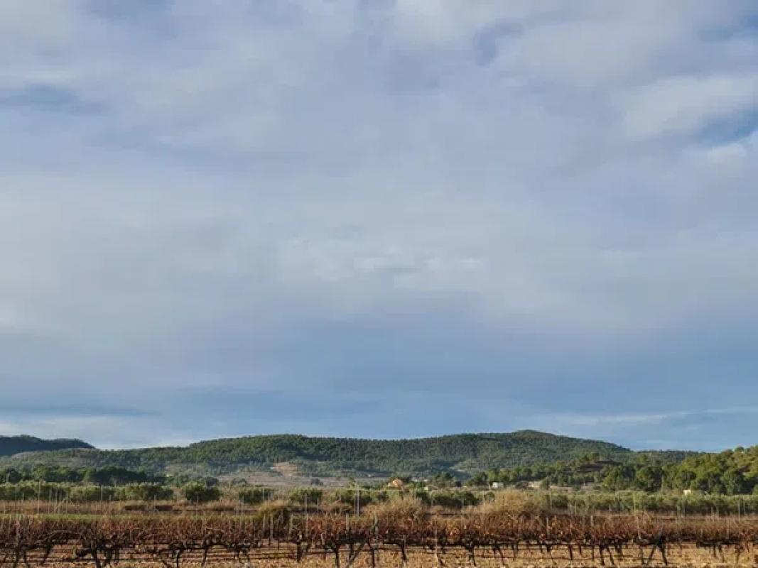Land for sale in Monovar, Alicante photo 3