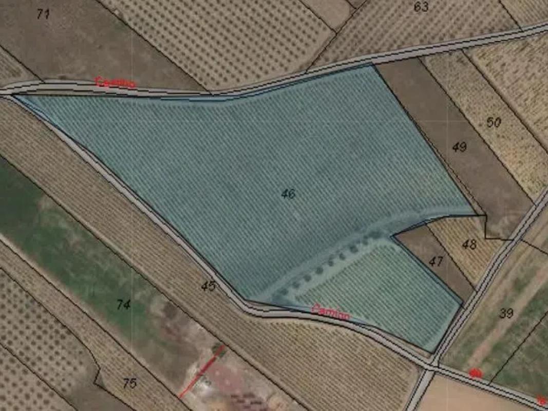 Land for sale in Monovar, Alicante photo 4