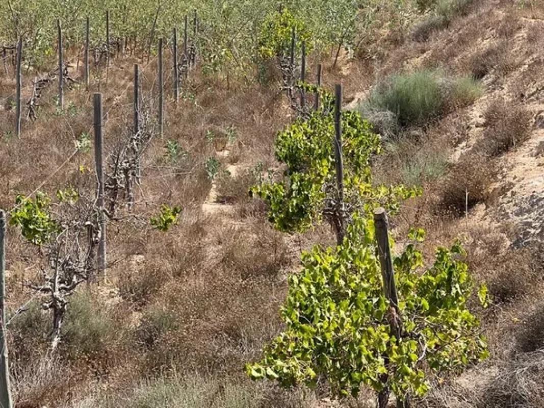 Land for sale in Monforte del Cid, Alicante photo 3