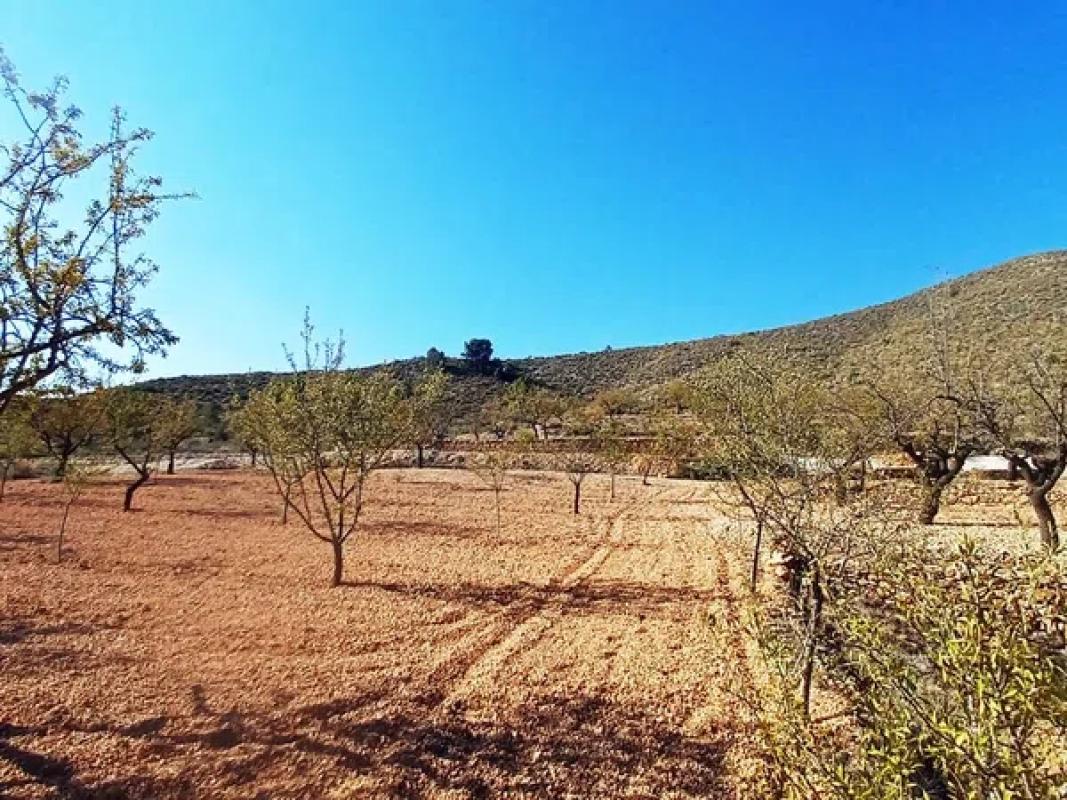 Terreno en venta en Algueña, Alicante photo 3