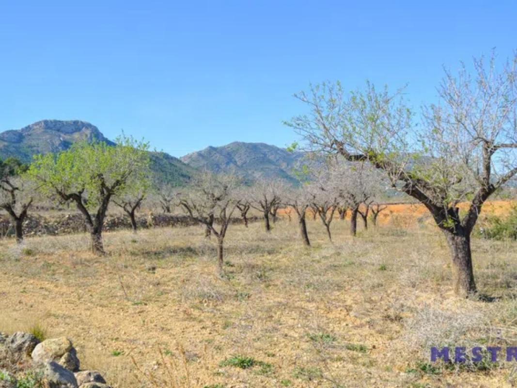 Terreno en venta en Jalón, Alicante photo 3