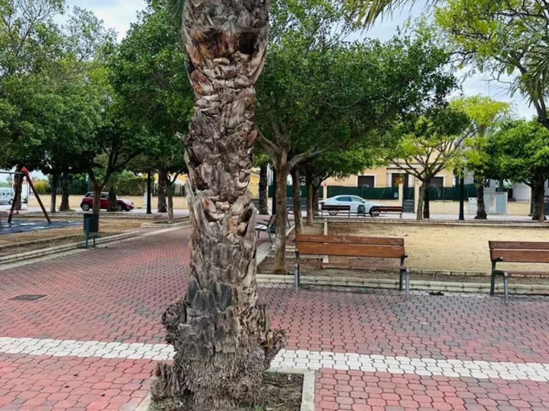 Terreno en venta en Elche / Elx, Alicante photo 4