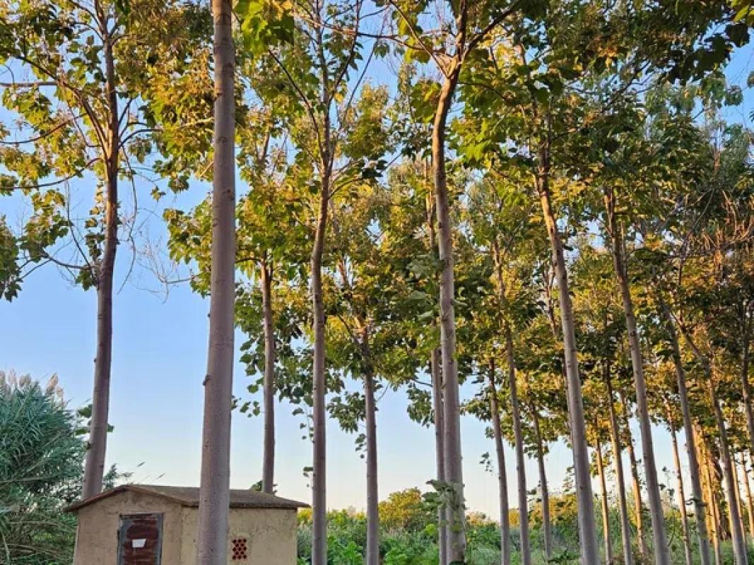 Terreno en venta en Pego, Alicante photo 3