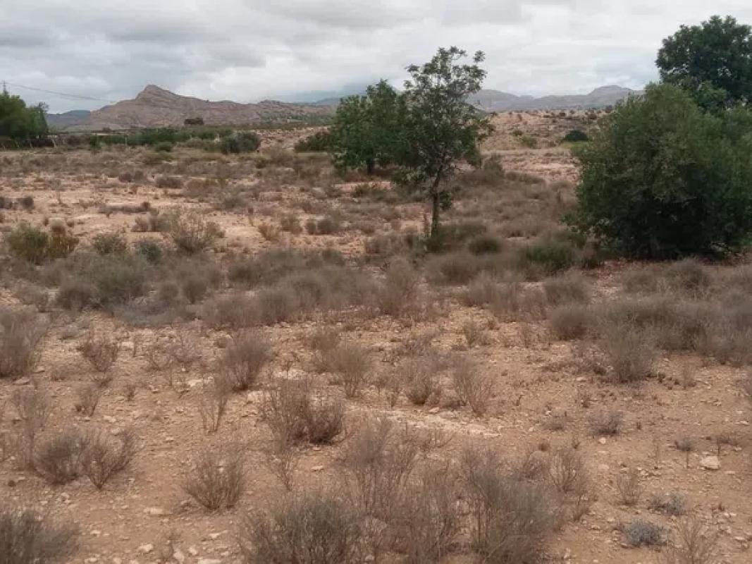 Land for sale in August, Alicante photo 3